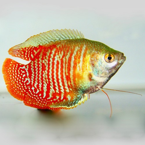 Colisa lalia - Dwarf gourami L